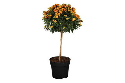 Image of Wandelröschen(Lantana camara, Stamm, orange), Topfgrösse Ø17cm bei JUMBO