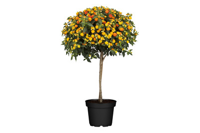 Image of Wandelröschen(Lantana camara, Stamm), Topfgrösse Ø20cm bei JUMBO