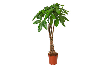 Image of Glückskastanie, Topfgrösse Ø24cm (Pachira aquatica) bei JUMBO