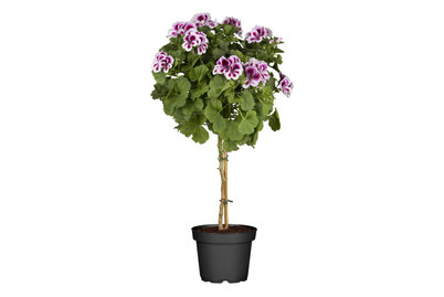 Image of Englische Geranie(Pelargonium grandiflorum, Stamm), Topfgrösse Ø19cm bei JUMBO