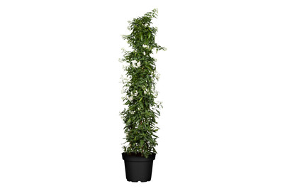 Image of Jasminblütiger Nachtschatten(Solanum jasminoides Säule), Topfgrösse Ø19cm bei JUMBO