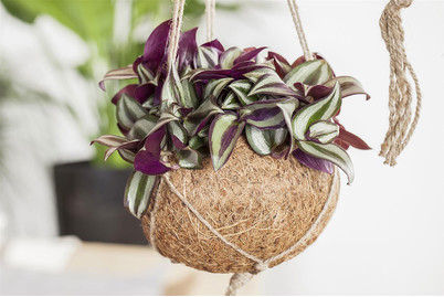 Image of Silber-Dreimasterblume, Topfgrösse Ø18cm (Tradescantia zebrina, violett) bei JUMBO