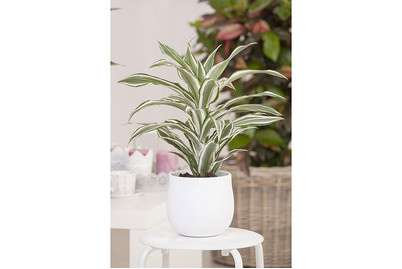 Image of Drachenbaum, Topfgrösse Ø24cm (Dracaena deremensis 'White Stripe') bei JUMBO