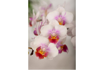 Image of Schmetterlingsorchidee 'Kolibri', Topfgrösse Ø21x12cm (Phalaenopsis 'Kolibri') bei JUMBO