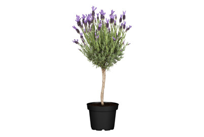 Image of Schopf-Lavendel, Stamm(Lavandula stoechas, Stamm), Topfgrösse Ø18cm bei JUMBO