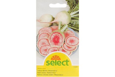 Image of Daikon Rettich Watermelon bei JUMBO