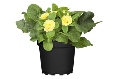 Image of Kissen-Primel Belarina (Primula vulgaris Belarina), Topfgrösse Ø12cm bei JUMBO