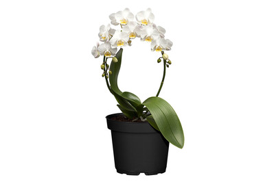 Image of Schmetterlingsorchidee, Topfgrösse Ø12cm (Phalaenopsis, Rundbogen) bei JUMBO