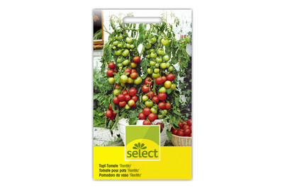 Image of Tomate bei JUMBO