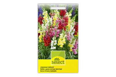 Image of Löwenmaul Hoch bei JUMBO