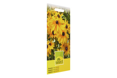 Image of Sonnenhut Indian Summer bei JUMBO