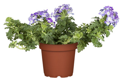 Image of Verbena-Hybride (Verbena, blau), Topfgrösse Ø12cm bei JUMBO