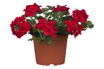 Image of Verbena-Hybride (Verbena, rot), Topfgrösse Ø12cm bei JUMBO