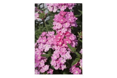 Image of Verbena-Hybride (Verbena, rosa), Topfgrösse Ø12cm bei JUMBO