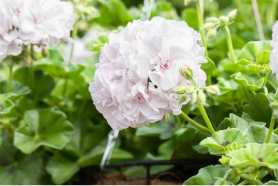 Image of Hängegeranie (Pelargonium peltatum gefüllt, weiss), Topfgrösse Ø12cm bei JUMBO
