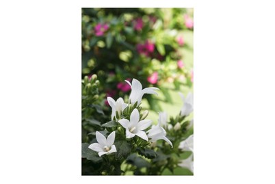 Image of Weisse Glockenblume (Campanula, weiss), Topfgrösse Ø10.5cm bei JUMBO
