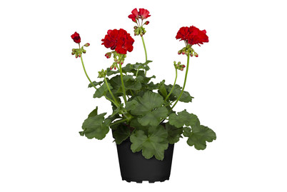 Image of Zonal-Pelargonie (Pelargonium zonale, rot), Topfgrösse Ø12cm bei JUMBO