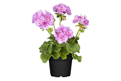 Image of Zonal-Pelargonie (Pelargonium zonale, rosa), Topfgrösse Ø12cm bei JUMBO