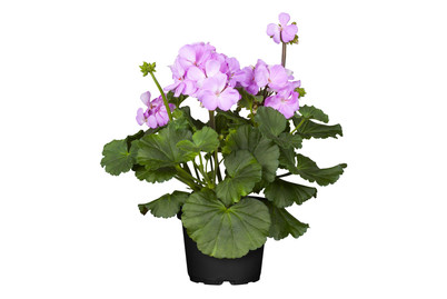 Image of Zonal-Pelargonie (Pelargonium zonale, lila), Topfgrösse Ø12cm bei JUMBO