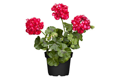 Image of Hängegeranie (Pelargonium peltatum, rot), Topfgrösse Ø12cm bei JUMBO