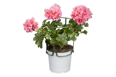 Image of Hängegeranie (Pelargonium peltatum, rosa), Topfgrösse Ø12cm bei JUMBO