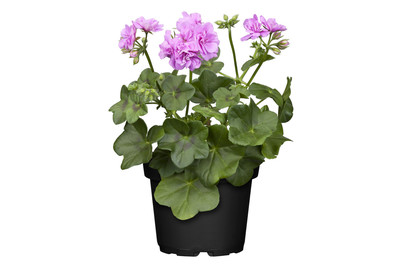 Image of Hängegeranie (Pelargonium peltatum, lila), Topfgrösse Ø12cm bei JUMBO