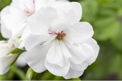 Image of Hängegeranie (Pelargonium peltatum, weiss), Topfgrösse Ø12cm bei JUMBO
