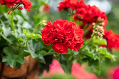 Image of Hängegeranie (Pelargonium peltatum gefüllt, rot), Topfgrösse Ø12cm bei JUMBO
