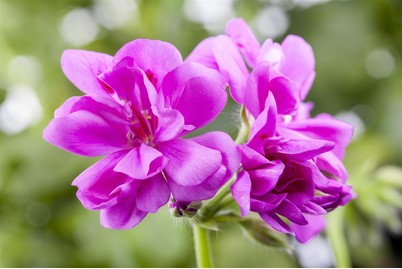 Image of Hängegeranie (Pelargonium peltatum gefüllt, lila), Topfgrösse Ø12cm bei JUMBO