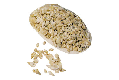 Image of Posthorn-Muscheln, in Perlmuttschale bei JUMBO