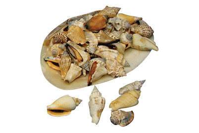 Image of Spitzmuscheln, in Natur-Perlmuttschale bei JUMBO