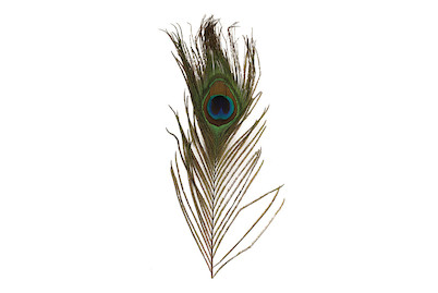 Image of Pfauenfeder, 25 cm, SB-Btl. 3 Stück bei JUMBO