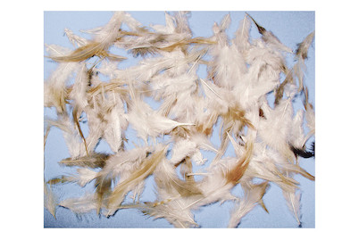 Image of Federmischung, Cocktail, 6-15 cm, SB-Btl. 10 g bei JUMBO