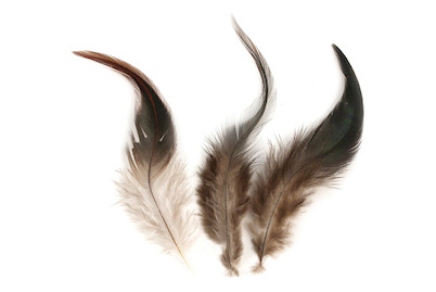 Image of Hahnenfeder, 10-15 cm, SB-Btl. 3 g bei JUMBO