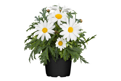 Image of Strauchmargerite(Argyranthemum frutescens), Topfgrösse Ø18cm bei JUMBO