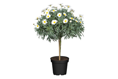 Image of Strauchmargerite(Argyranthemum frutescens, Stamm), Topfgrösse Ø18cm