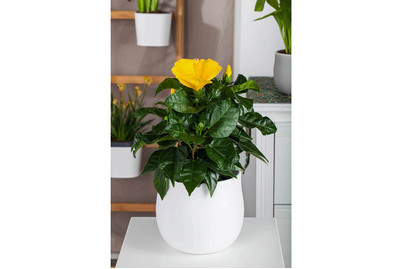 Image of Chinesischer Roseneibisch, Topfgrösse Ø13cm (Hibiscus rosa-sinensis, gelb) bei JUMBO