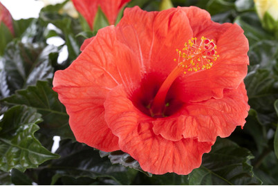 Image of Chinesischer Roseneibisch, Topfgrösse Ø13cm (Hibiscus rosa-sinensis, orange) bei JUMBO