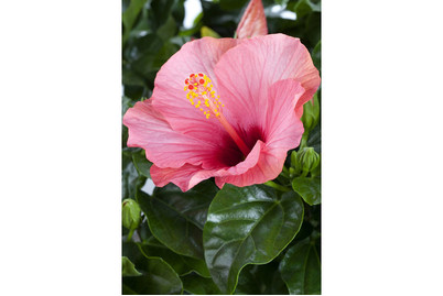 Image of Chinesischer Roseneibisch, Topfgrösse Ø13cm (Hibiscus rosa-sinensis, rosa) bei JUMBO