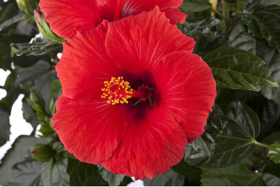 Image of Chinesischer Roseneibisch, Topfgrösse Ø13cm (Hibiscus rosa-sinensis, rot) bei JUMBO