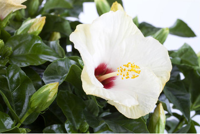 Image of Chinesischer Roseneibisch, Topfgrösse Ø13cm (Hibiscus rosa-sinensis, weiss) bei JUMBO