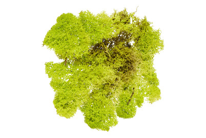 Image of Islandmoos hellgrün 50 g bei JUMBO