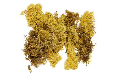 Image of Islandmoos gelb 50 g bei JUMBO