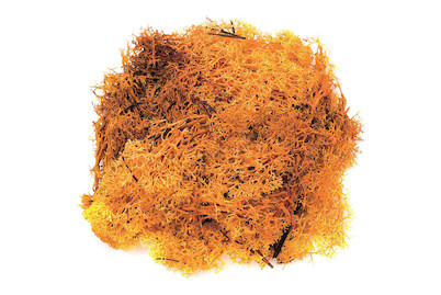 Image of Islandmoos orange 50 g