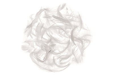 Image of Marabufedern ca. 10g weiss bei JUMBO