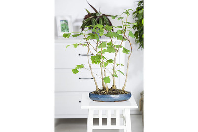 Image of Zimmerbonsai, Topfgrösse Ø15cm (Zimmerbonsai) bei JUMBO