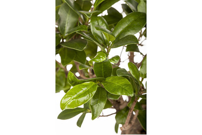 Image of Chinesische Feige 'Ginseng', Topfgrösse Ø25cm (Ficus microcarpa 'Ginseng')