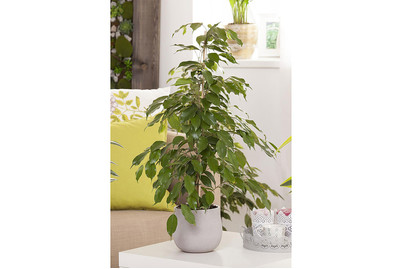 Image of Birken-Feige, Topfgrösse Ø24cm (Ficus benjamina) bei JUMBO