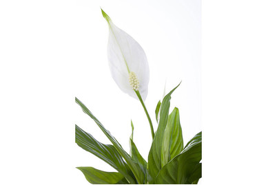 Image of Blattfahne, Topfgrösse Ø9cm (Spathiphyllum floribundum) bei JUMBO
