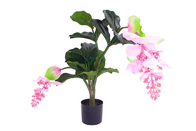 Image of Luwatex Medinilla klein 2 Blütenzweige bei JUMBO